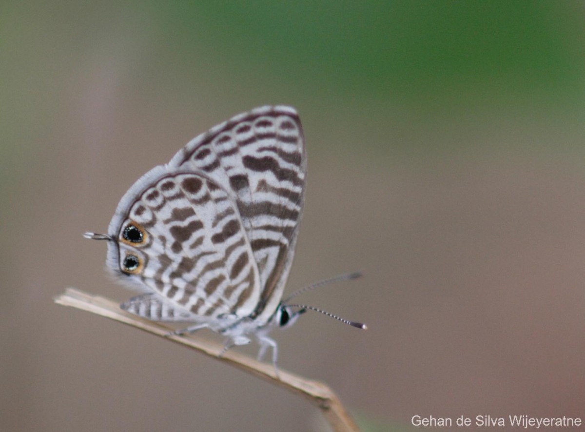 Leptotes plinius Fabricius, 1793